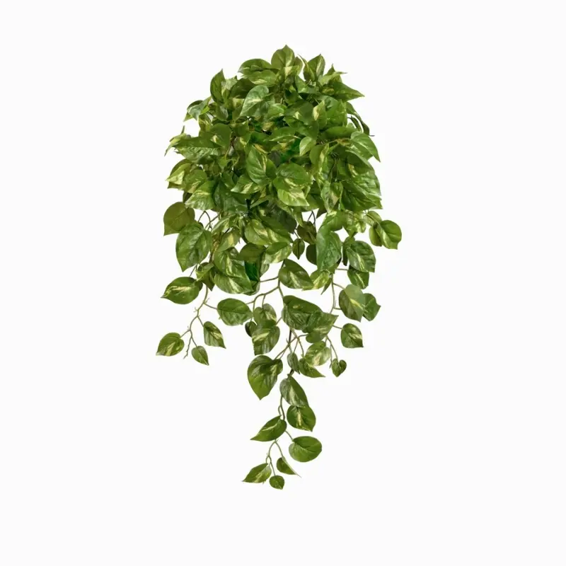 Потос Элегант ампельный большой