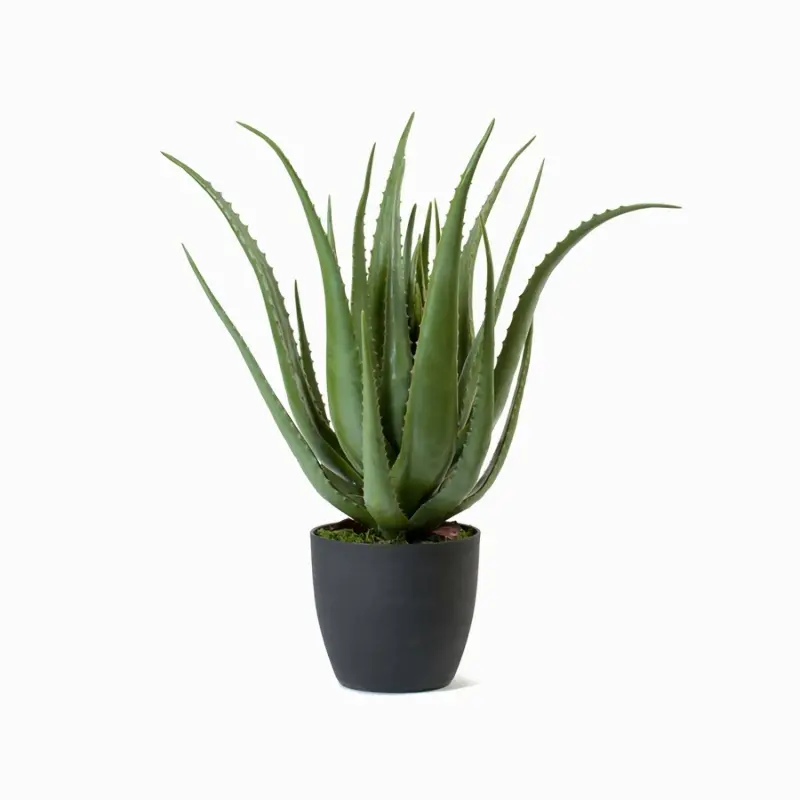 Алоэ в горшке 67 см