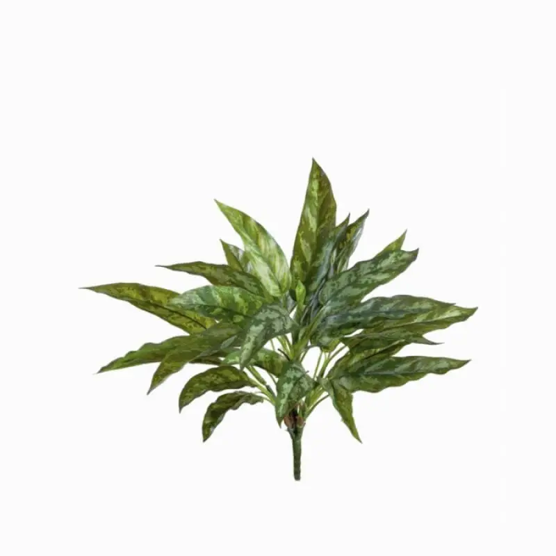 Сильвер Квин высота 40 см