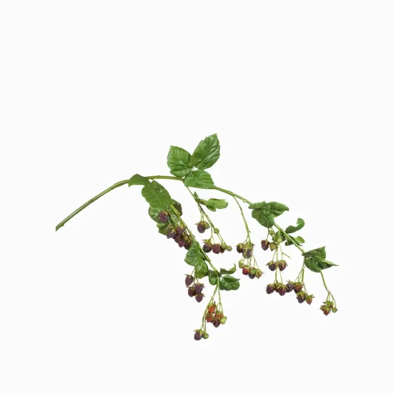 Дикая Лаванда