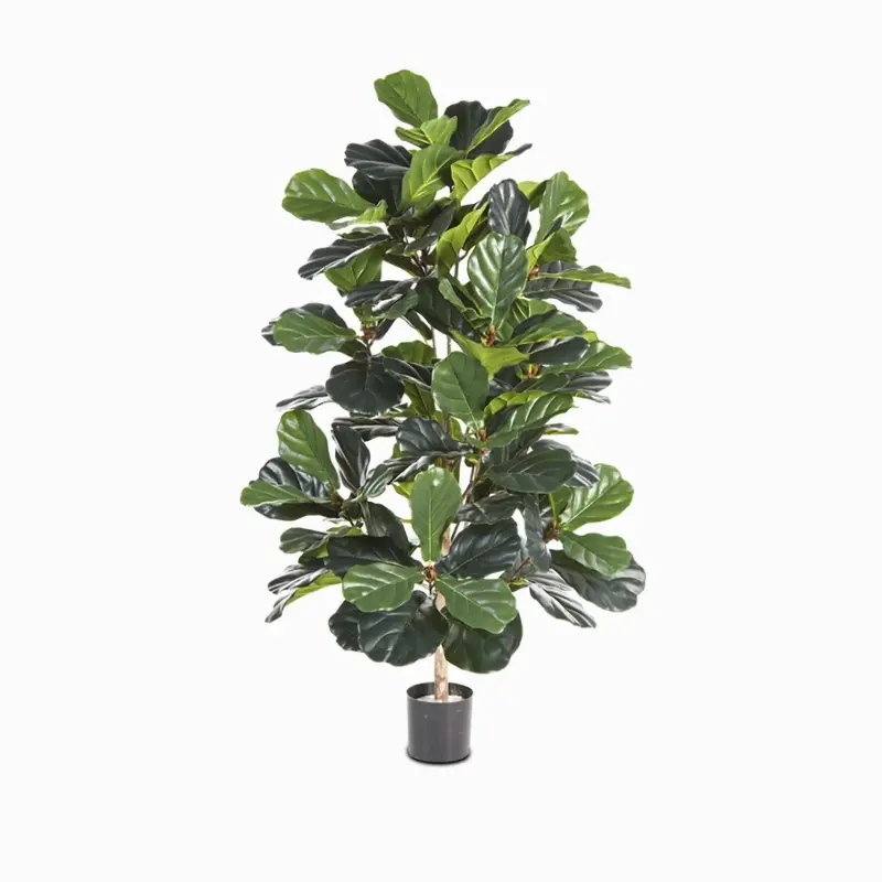 Фикус Лирата 130 см