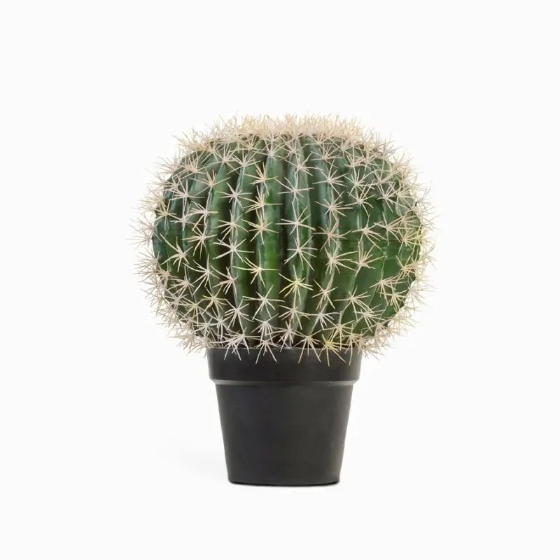 Кактус Баррель 47х35