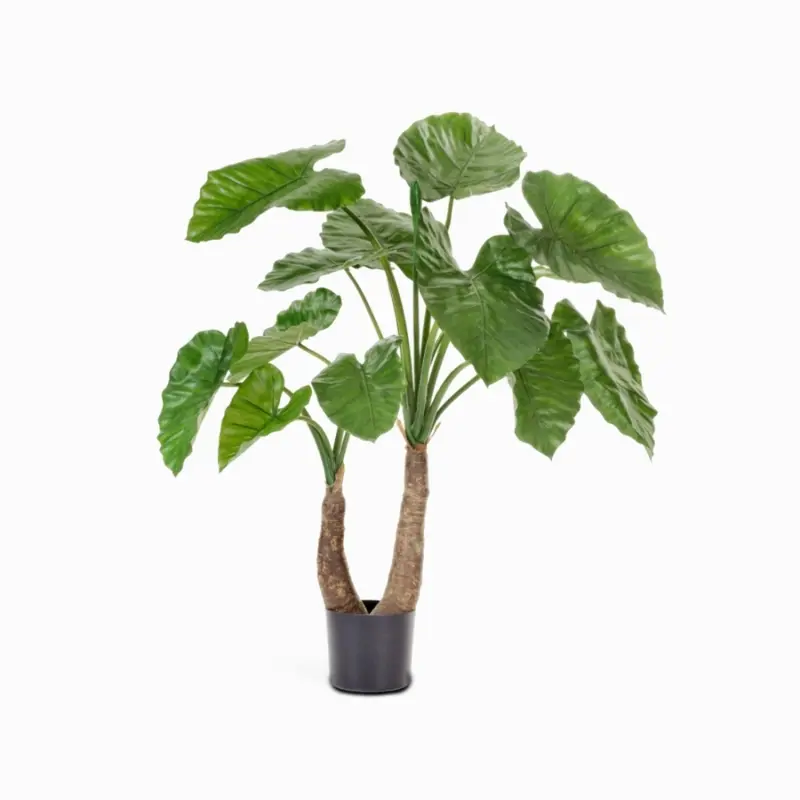 Алоказия Калидора высота 100 см