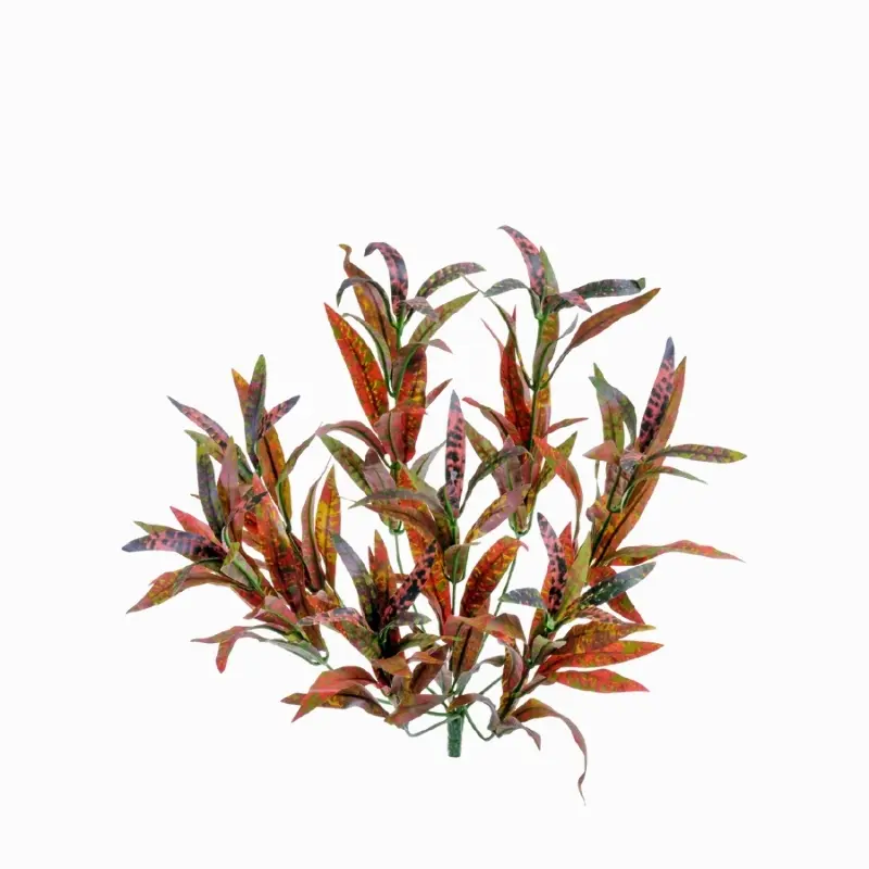 Спайдер кротон высота 30 см