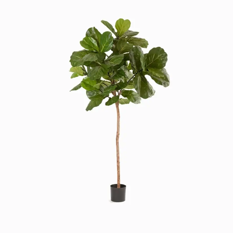 Фикус Лирата Style на штамбе высота 220 см